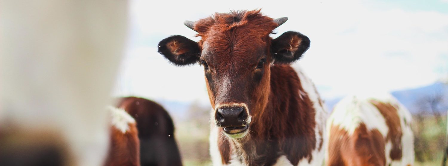 Deutscher Tierschutzbund