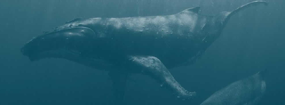 SeaShepherd Österreich