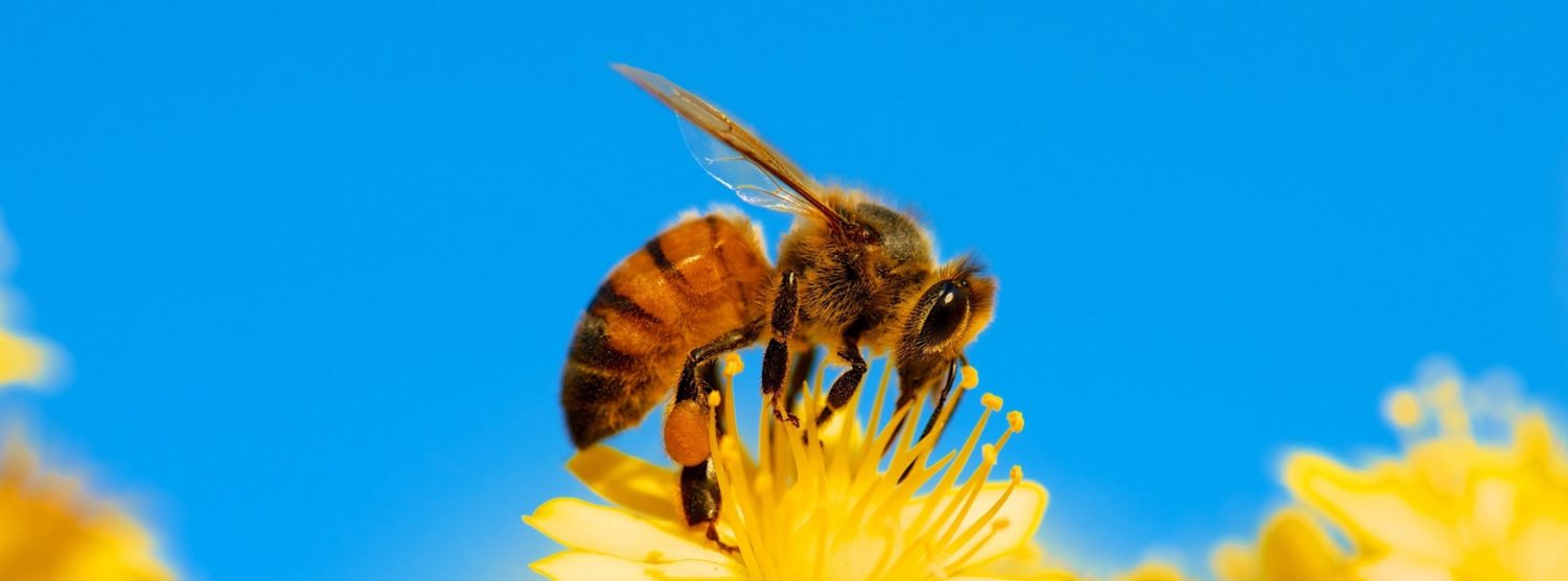 My Bees Home