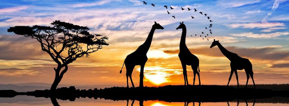 Life for Nature Stiftung