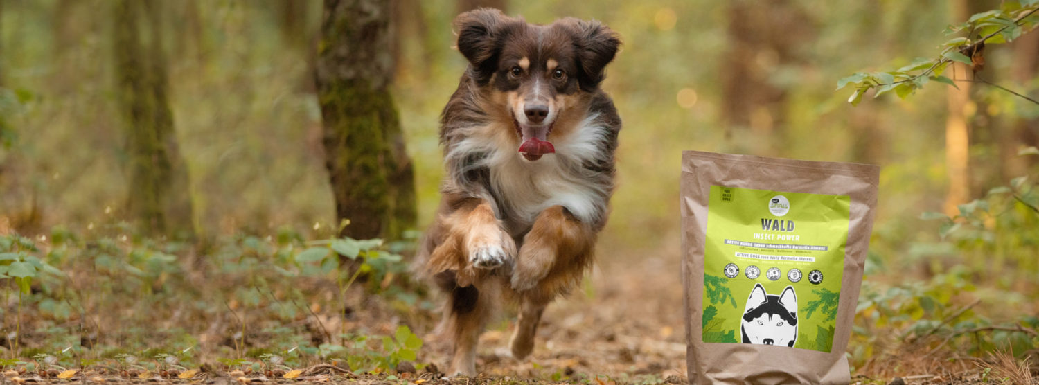 Eat small. Insect power for pets